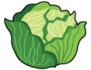 cabbage