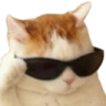 catsunglasses