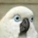 berd97