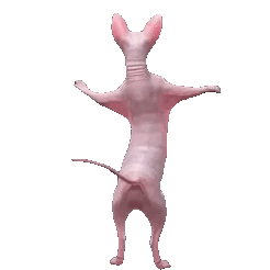 sphynxdance