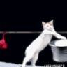 catlaundry14