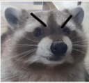 angyracoon