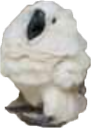 turnedoncockatoo
