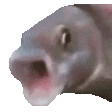 pogfish34