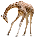 giraffe80