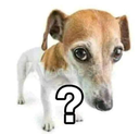 perro60