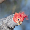ganggangcockatoo