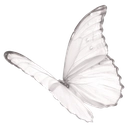 whitebutterfly22