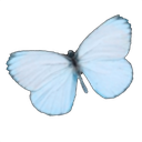 bluebutterfly
