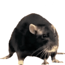 postthisrat210