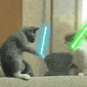 catsgatosstarwar