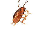 bug64