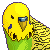 bparakeet
