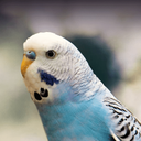 parakeet11