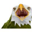 rareeagle