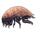 characterisopod5