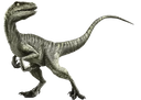 raptor3428