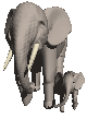 elephants66
