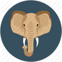 ifelephant75