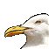 seagull36