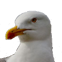 seagull3