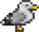 seagull6