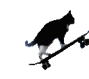 catskateboard