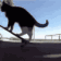 catskateboard24
