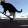 catonskateboard