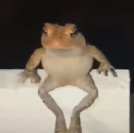 frogsitting