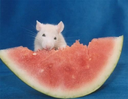 ratmelon