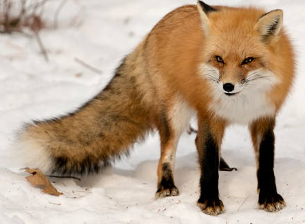 fox