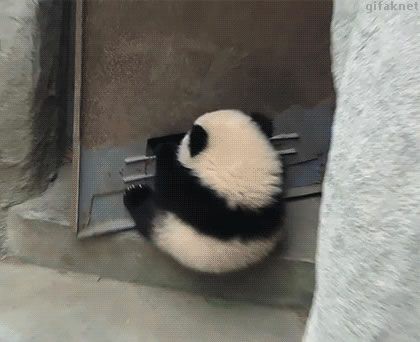 panda
