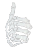 skeletonthumbsup
