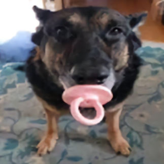 dogwithdummy