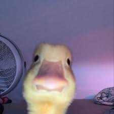 duck