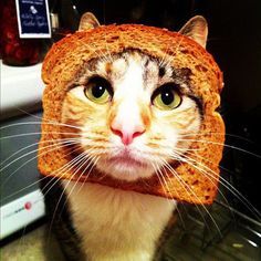 cattoast2