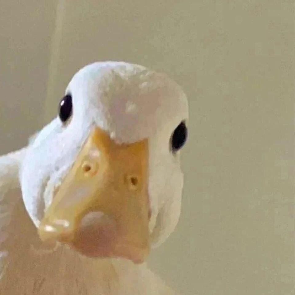 duck