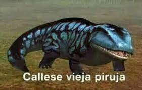 callese