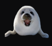 sealsmile
