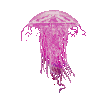 jellyfish1