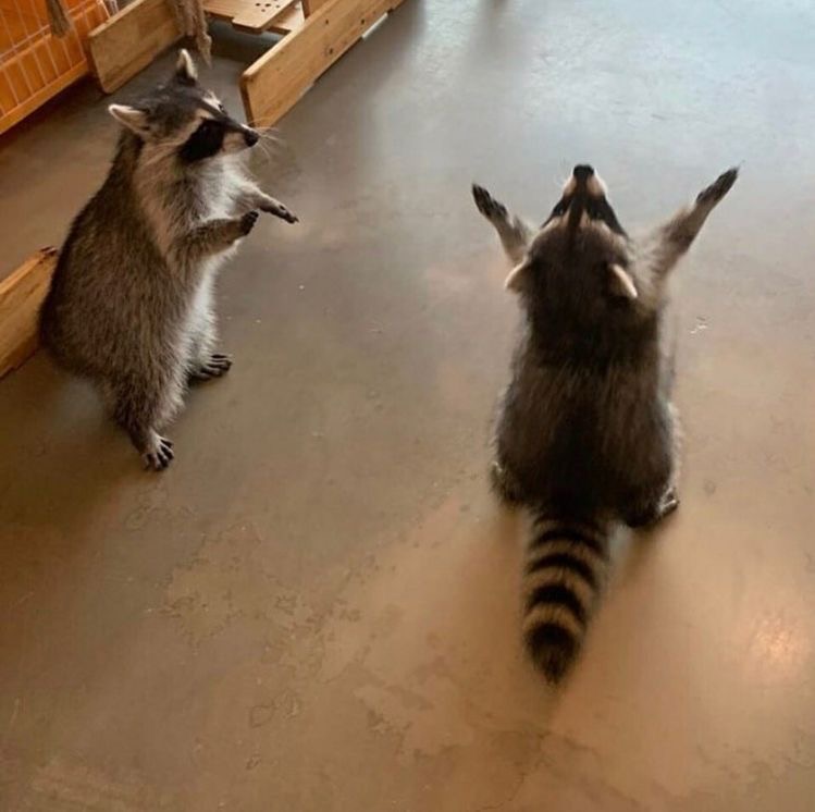 praisingraccoons