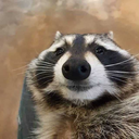 chunkyraccoon