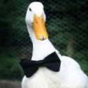 patoduck