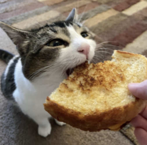breadcat