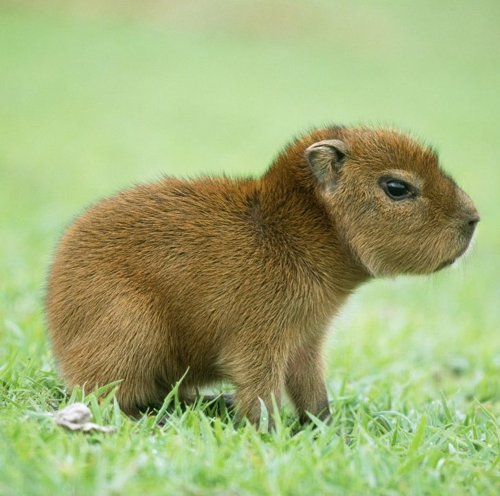 capybara