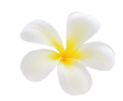 plumeria