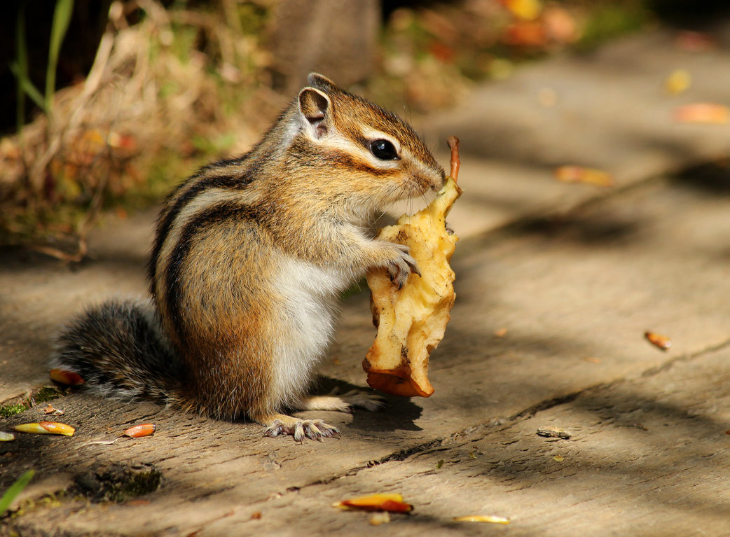 chipmunk