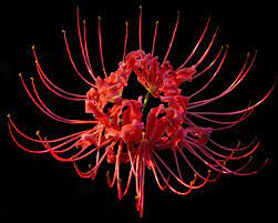 lycoris