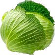 cabbage